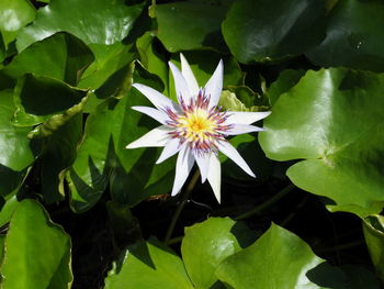 Close-up of purple water lily amidst leaves