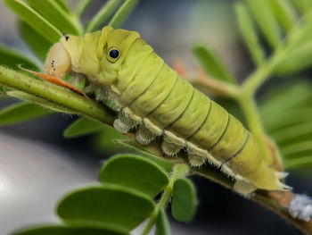 Close-up of insect on leaf