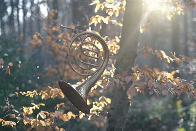 A french horn on branch in the forest.