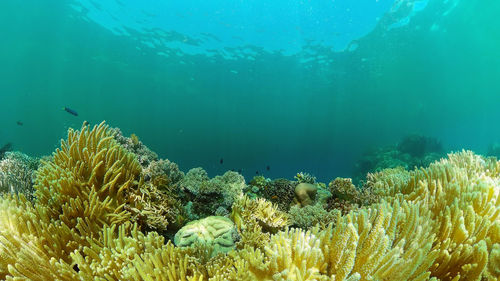 underwater