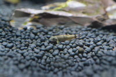 Close-up of crab on pebbles