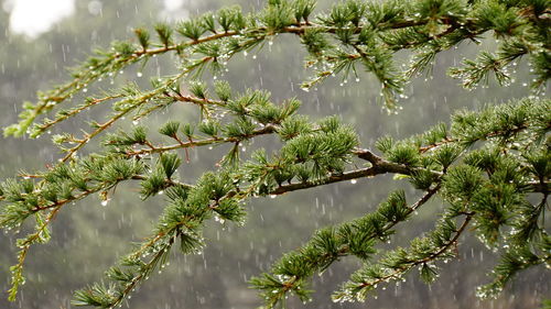Close-up of raindrops on pine tree
