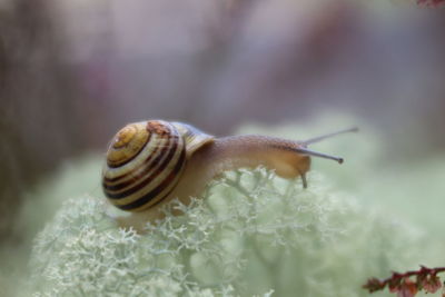 Close-up of snail on plant