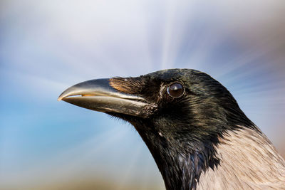 Close-up of a bird looking away