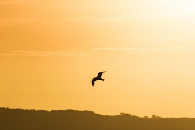 Silhouette bird flying against sky during sunset