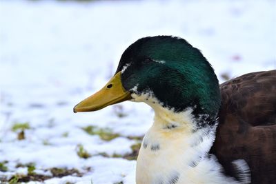 Close-up of a bird