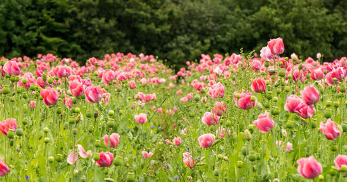 Close-up of pink flowers on field