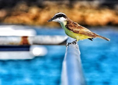 Close-up of bird perching on white background