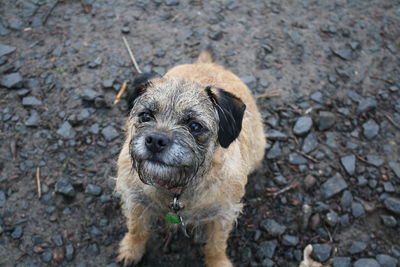 Close-up portrait of puppy