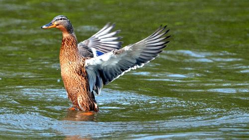 Bird in water