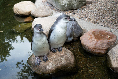 High angle view of ducks on rock at beach