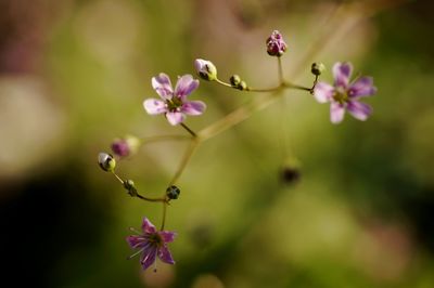 Small pink flowers in green grass on green defocused background