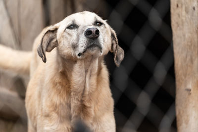 Close-up of dog looking away