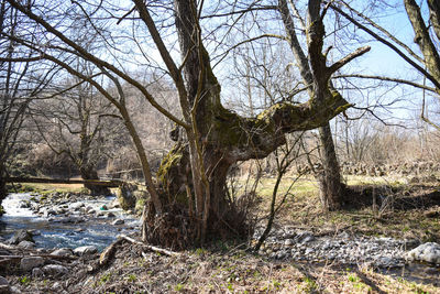 Bare trees by stream in forest