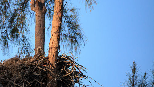 Low angle view of bare tree against clear blue sky