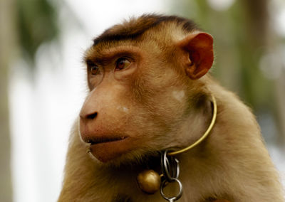 Close-up of monkey