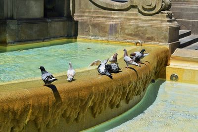 Birds perching in water