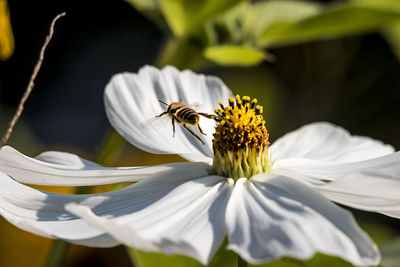 Close-up of bee pollinating on flower