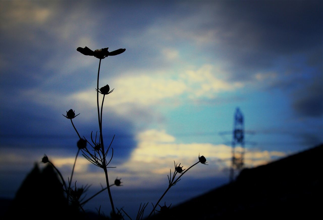 sky, silhouette, sunset, cloud - sky, beauty in nature, nature, dusk, tranquility, focus on foreground, tranquil scene, cloud, scenics, plant, cloudy, outdoors, growth, idyllic, no people, stem, selective focus