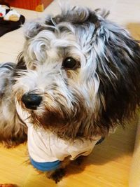 Close-up portrait of dog