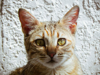 Close-up portrait of tabby cat