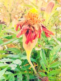 Close-up of flower plant