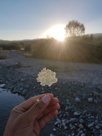 Hand holding plant against sky during sunset