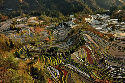 High angle view of rice paddy on field in yuanyang china