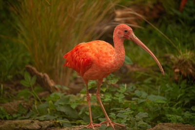 Close-up of a bird on field