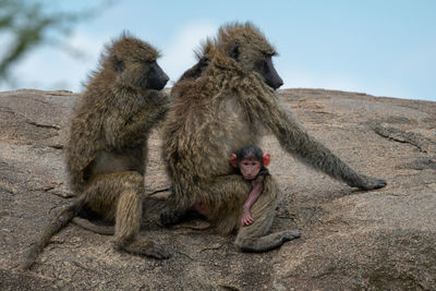 Olive baboon grooms mother with her baby