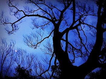 Low angle view of bare trees against sky
