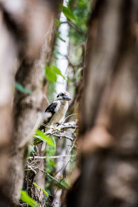 Low angle view of bird perching on tree