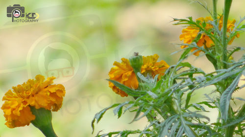 Close-up of yellow flowers on plant