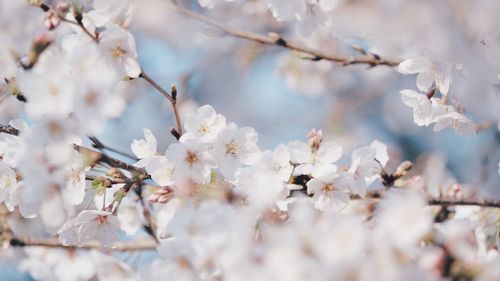 Close-up of cherry blossoms in spring