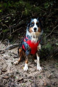 Portrait of dog on field