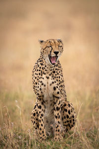 Cheetah yawning on field in zoo