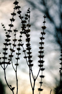 Low angle view of silhouette plants against sky