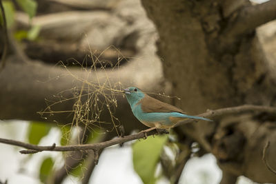 Close-up of bird perching on branch