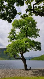 Tree by landscape against sky