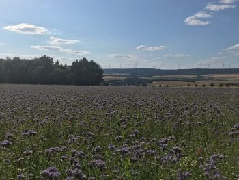 Scenic view of grassy field against sky