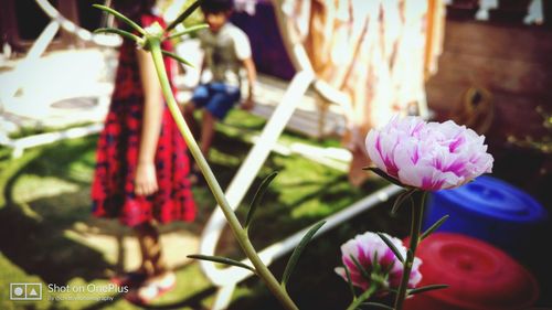 flowering plant