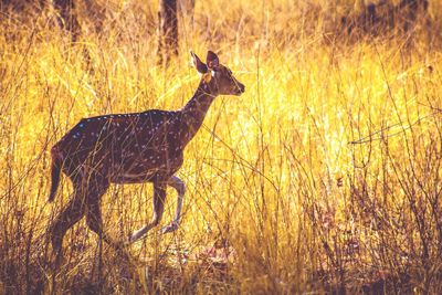 Side view of deer running amidst grass on field