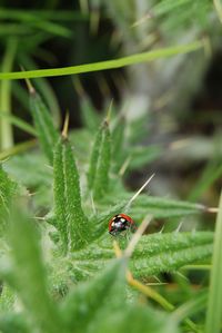 Close-up of insect on plant