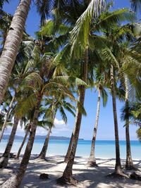 Palm trees on beach against sky