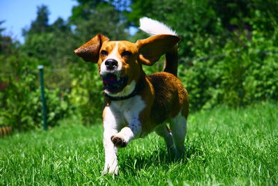 Close-up of dog on field