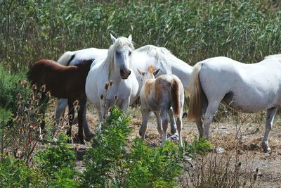 Horses on field