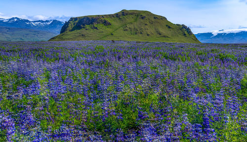 Lupins everywhere