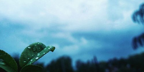 Close-up of wet plant against sky