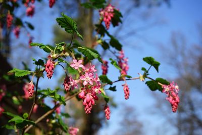 Close-up of red flowering plant