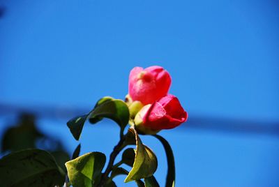 Close-up of red rose against blue sky